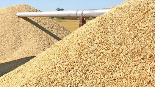 ultrasonic on increasing rice production